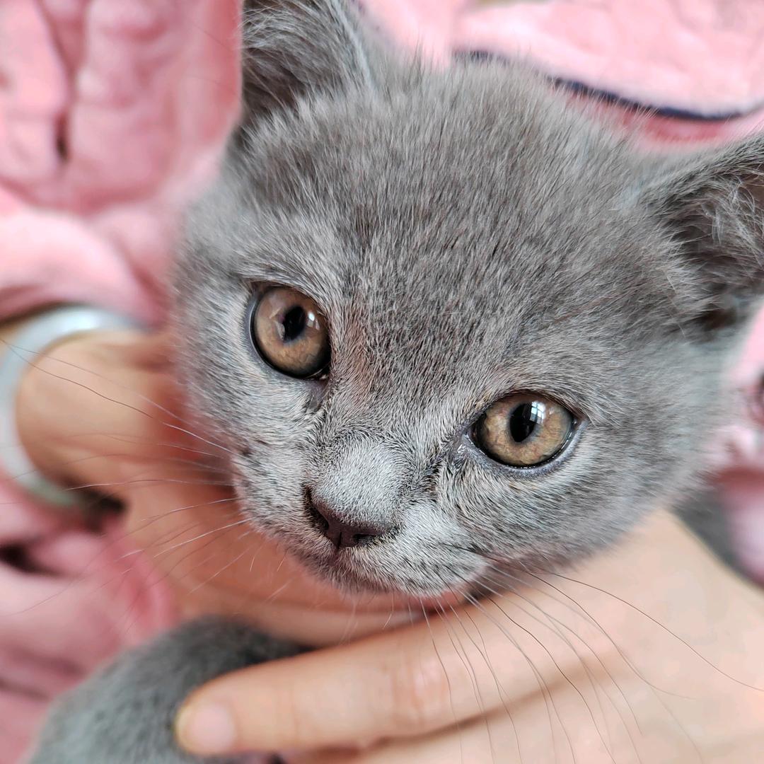 莞尔的猫