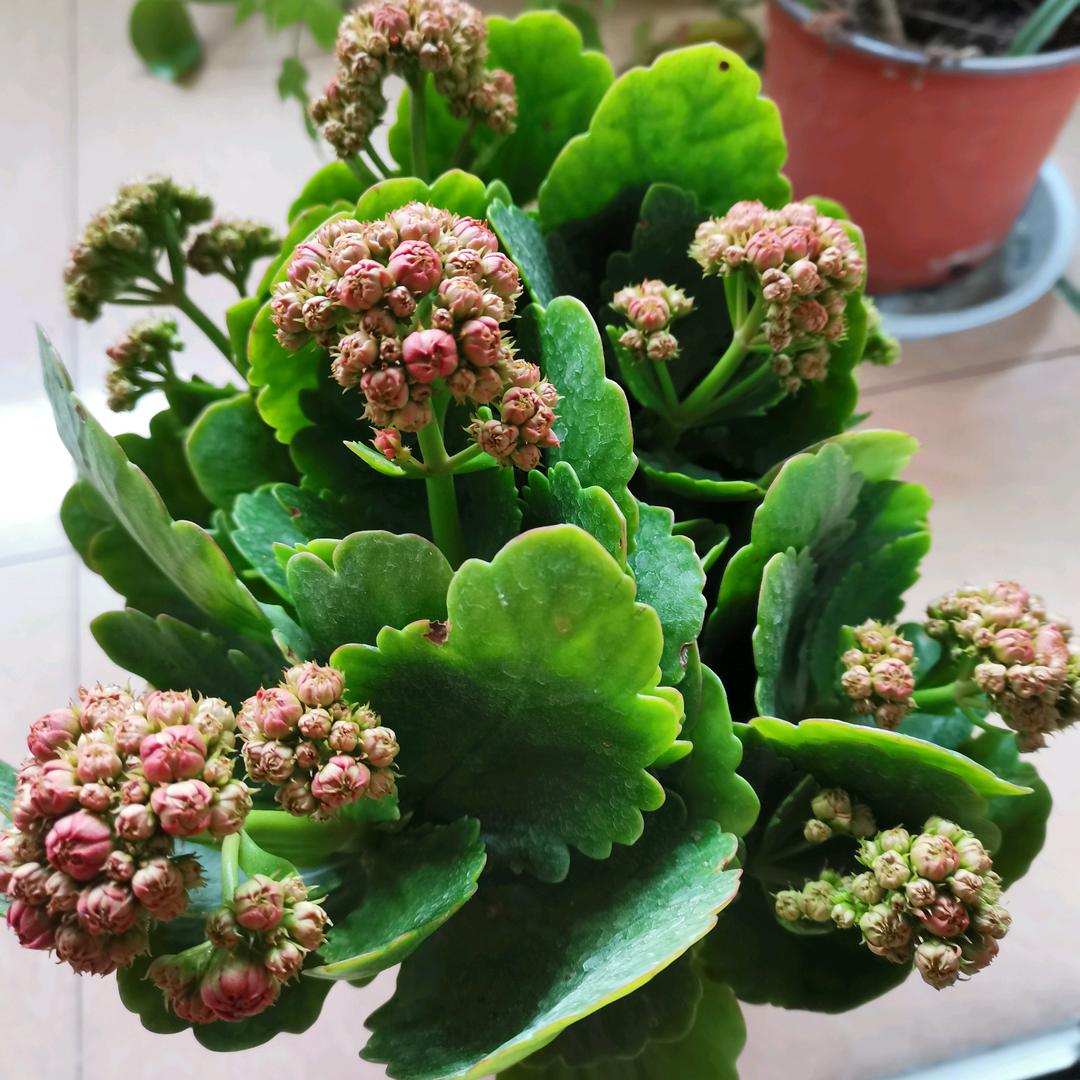 🌈🌈幸运草🌈🌈