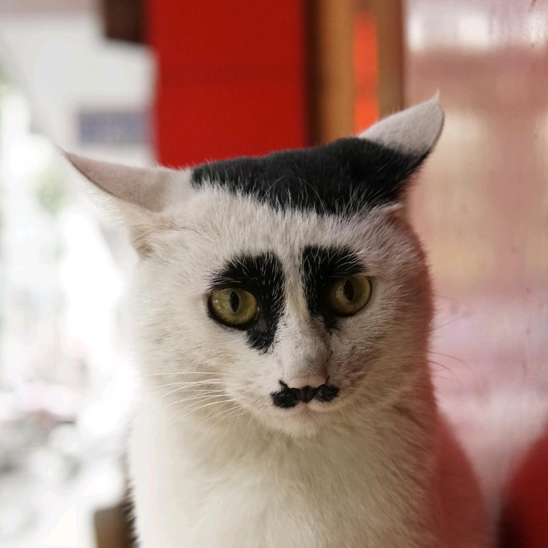 旅馆的猫