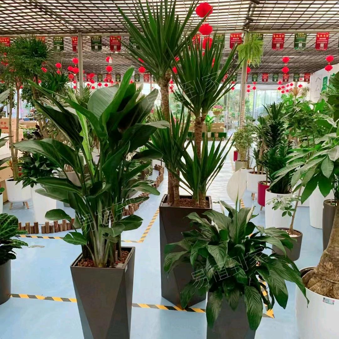 花花世界