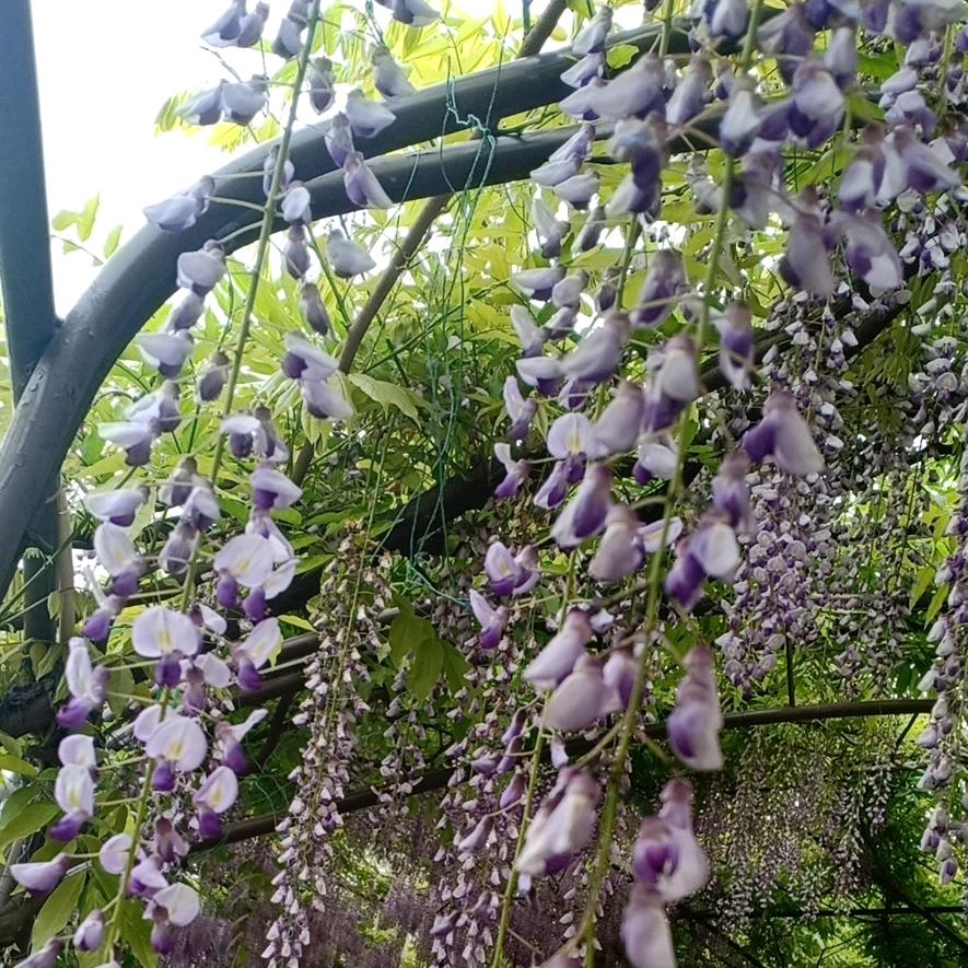 菠菠菜