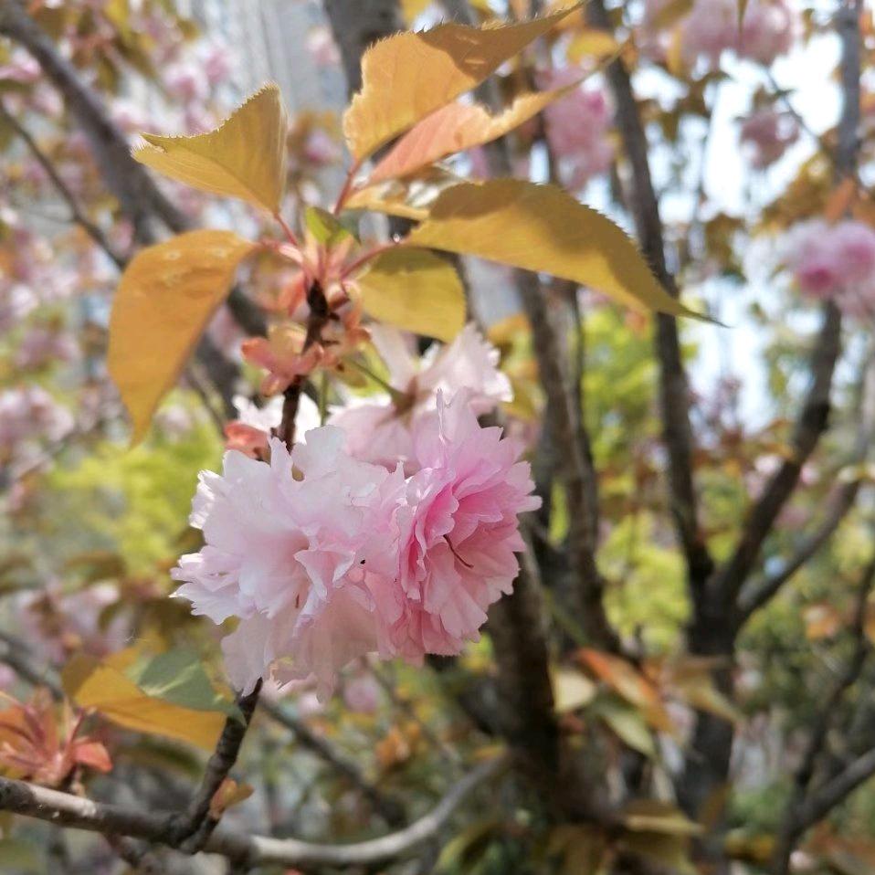 郑州卖房的小姐姐