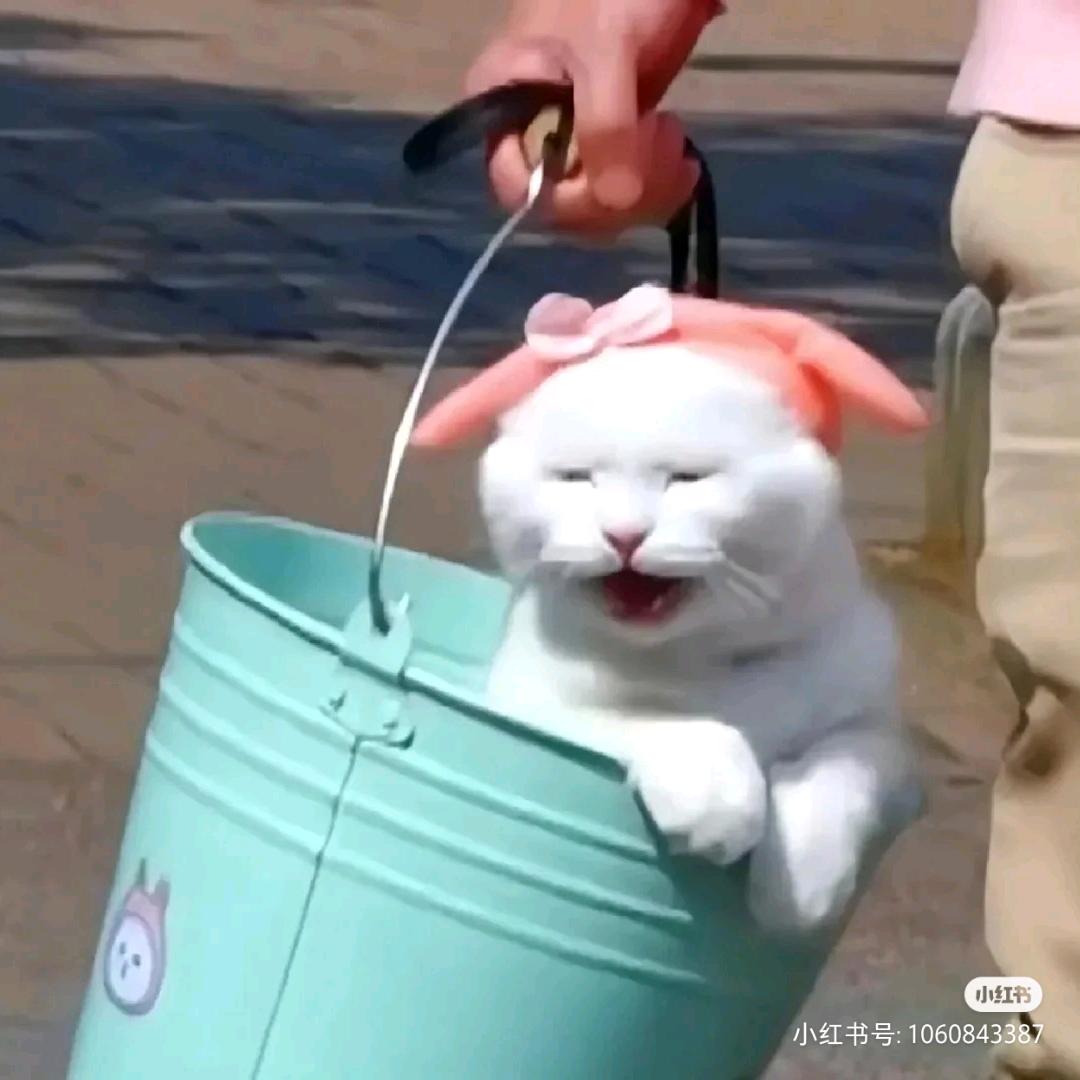清蒸大耳屎🤖