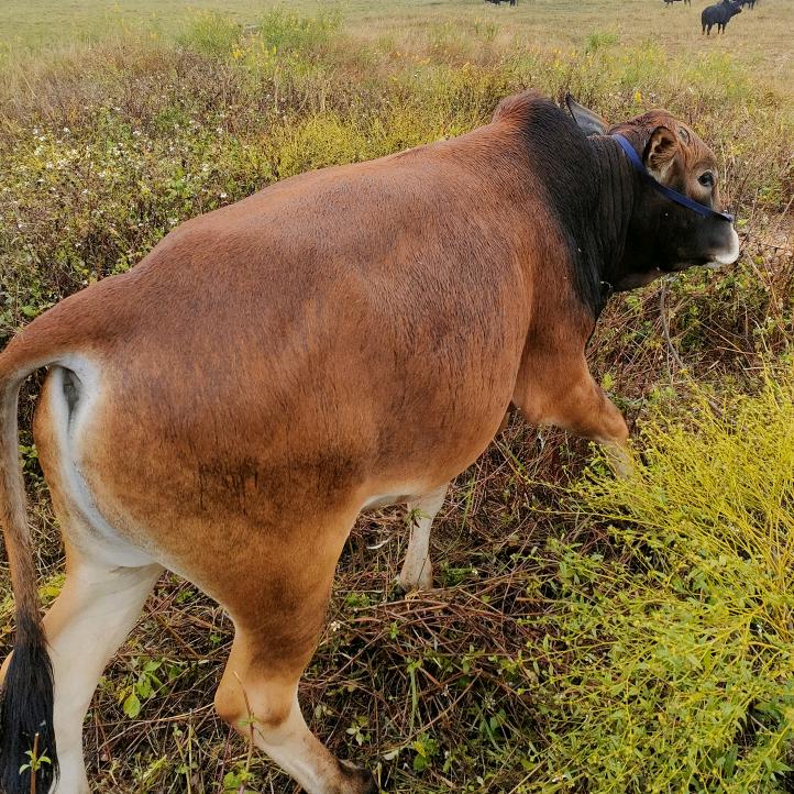 牛牛牛🐮🐮🐮🐮🐮