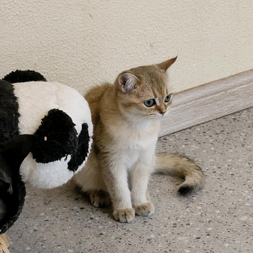 土豆薯条脑