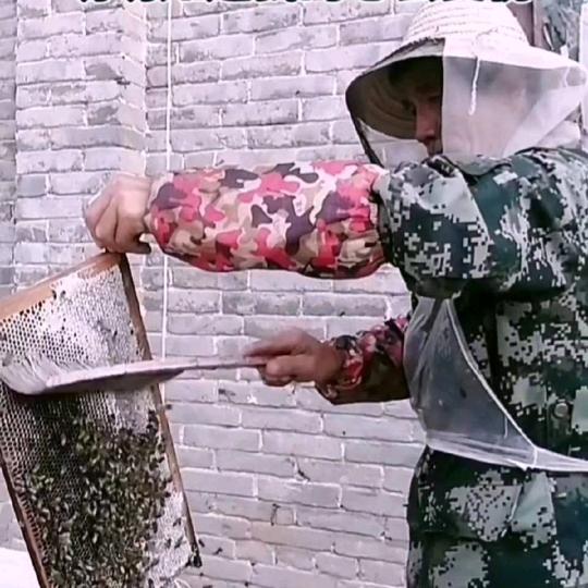 知意荣哥养蜂人