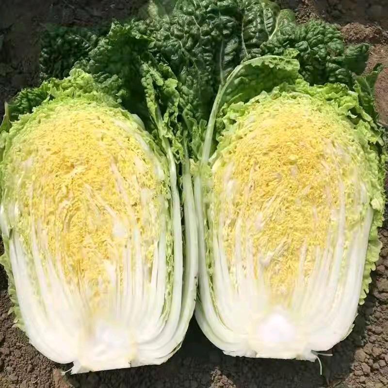 定州精品蔬菜代办