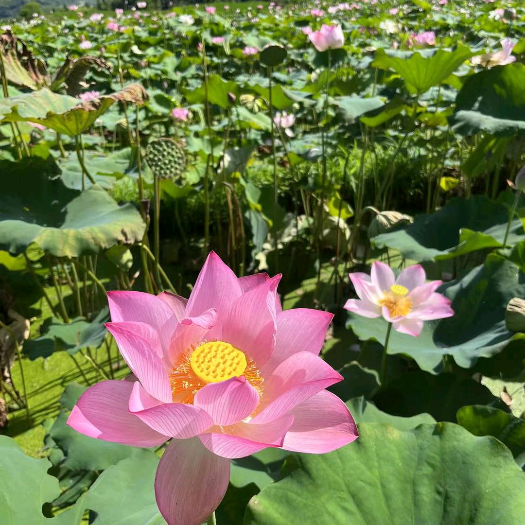 时光静好