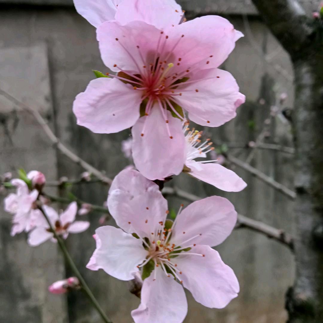 华萍建材的小太阳
