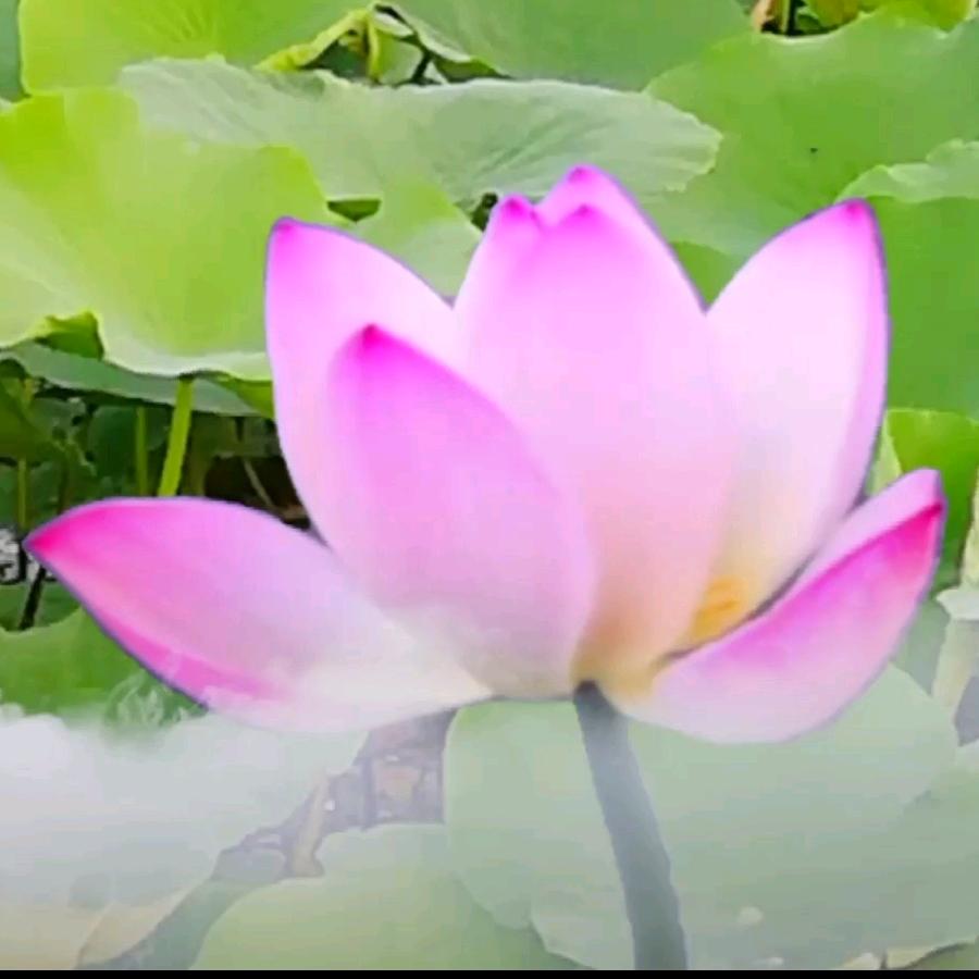 出水芙蓉，风姿飒爽