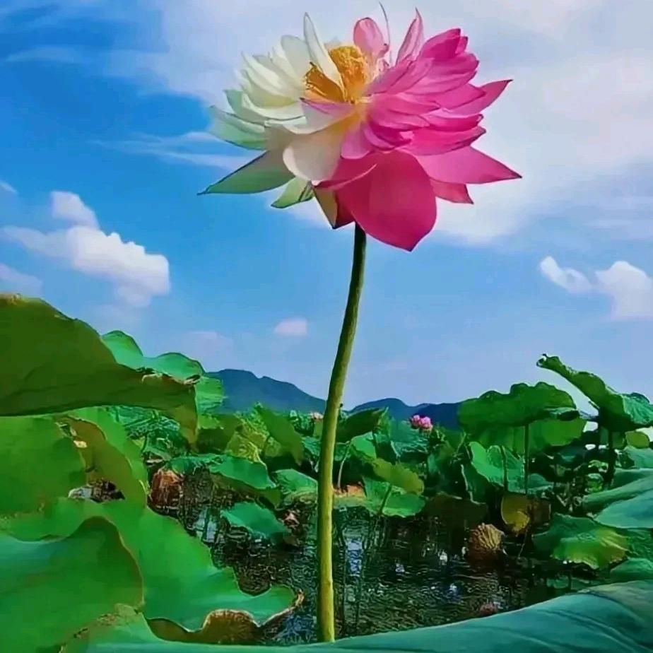 飞天