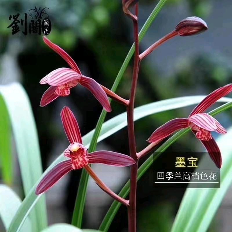 桐卉南靖绿林兰花有限公司绿植专卖店