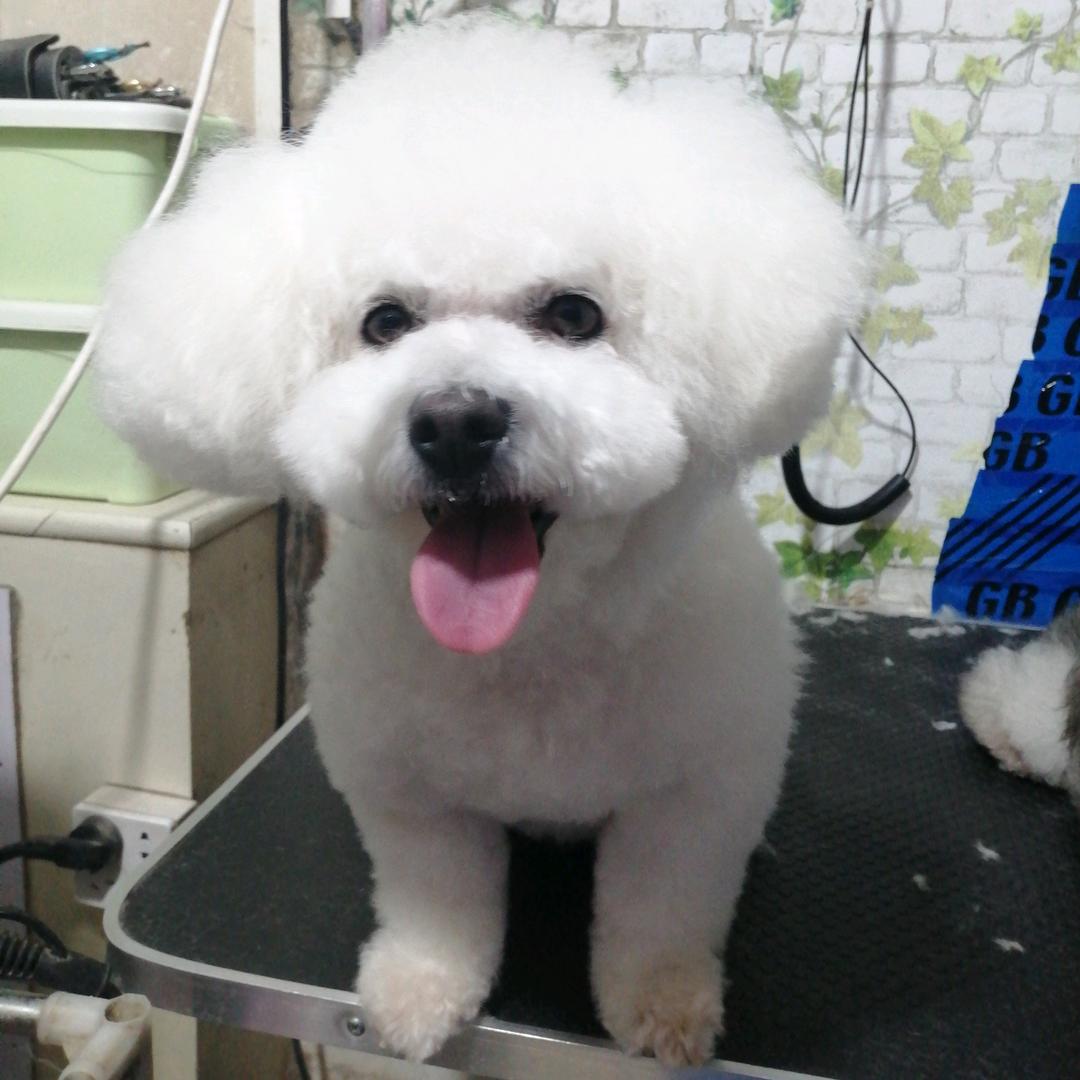 小新
