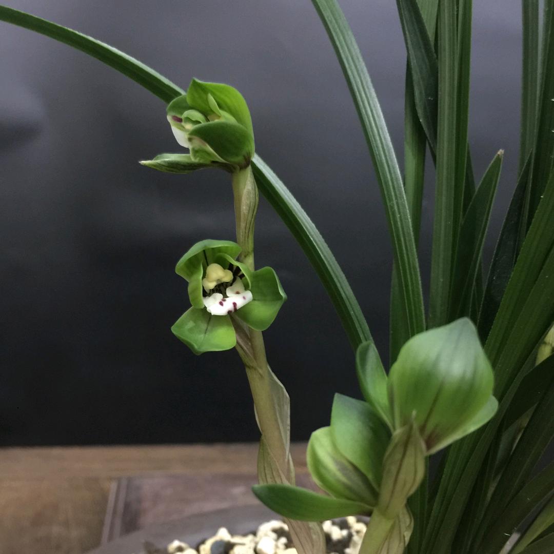 绿缘兰苑花木经营部