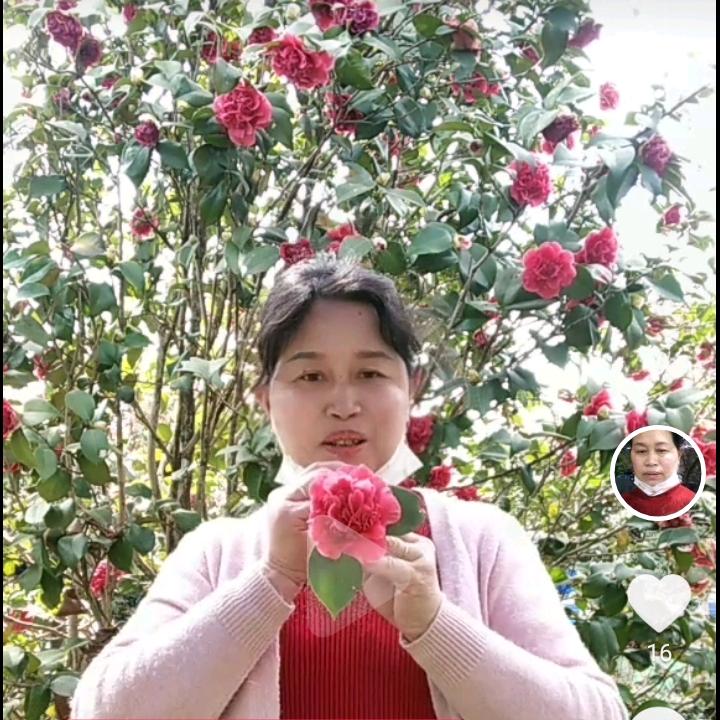 杨柳飘
