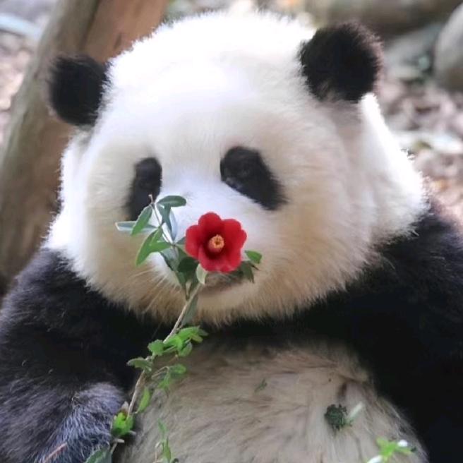 不翘二郎腿