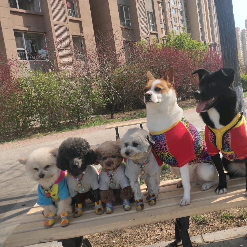 璇子和她的毛孩子们