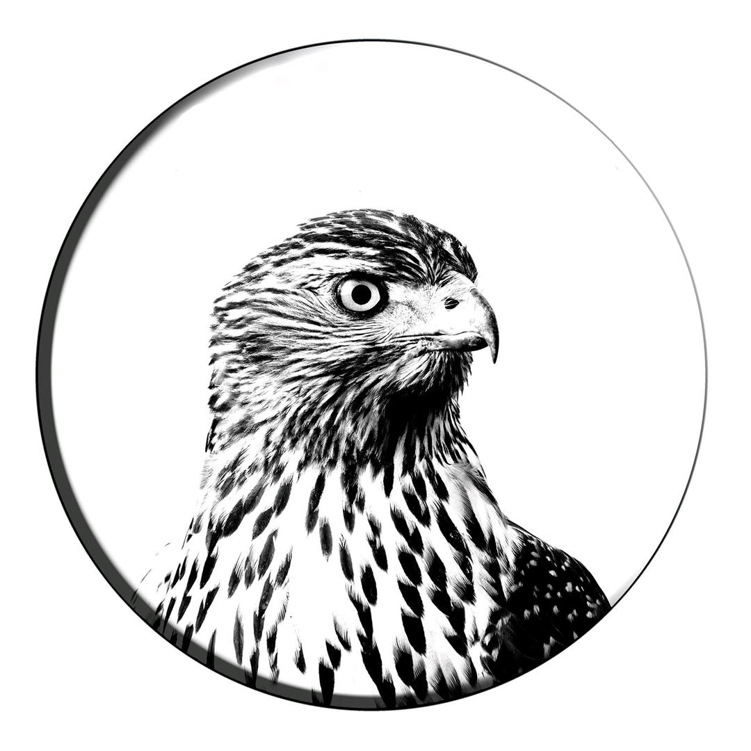 Falconry