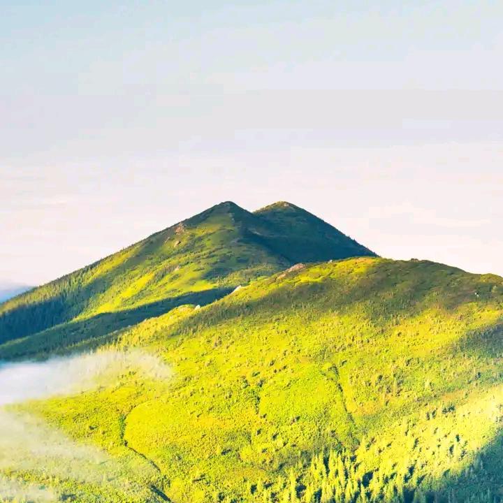 栽树