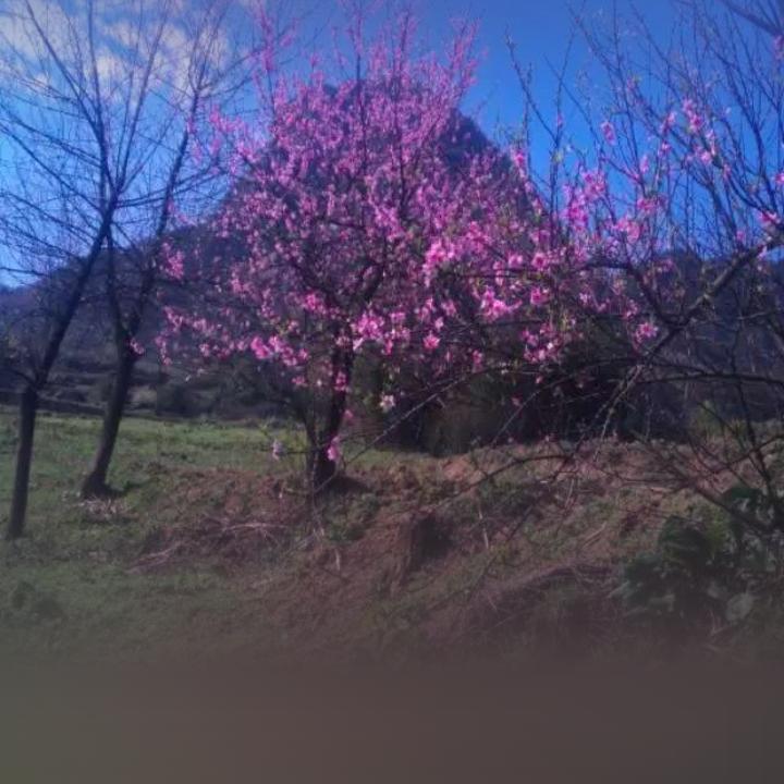 蒋悦桐