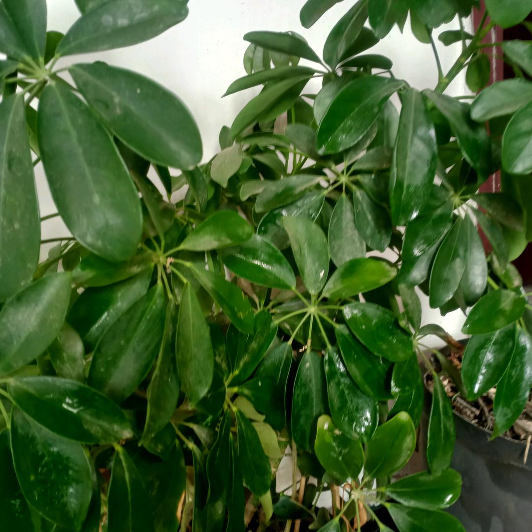 风雨潇潇