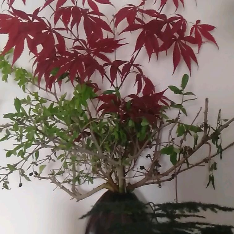 大茶缸哥