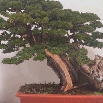 紫光园盆景