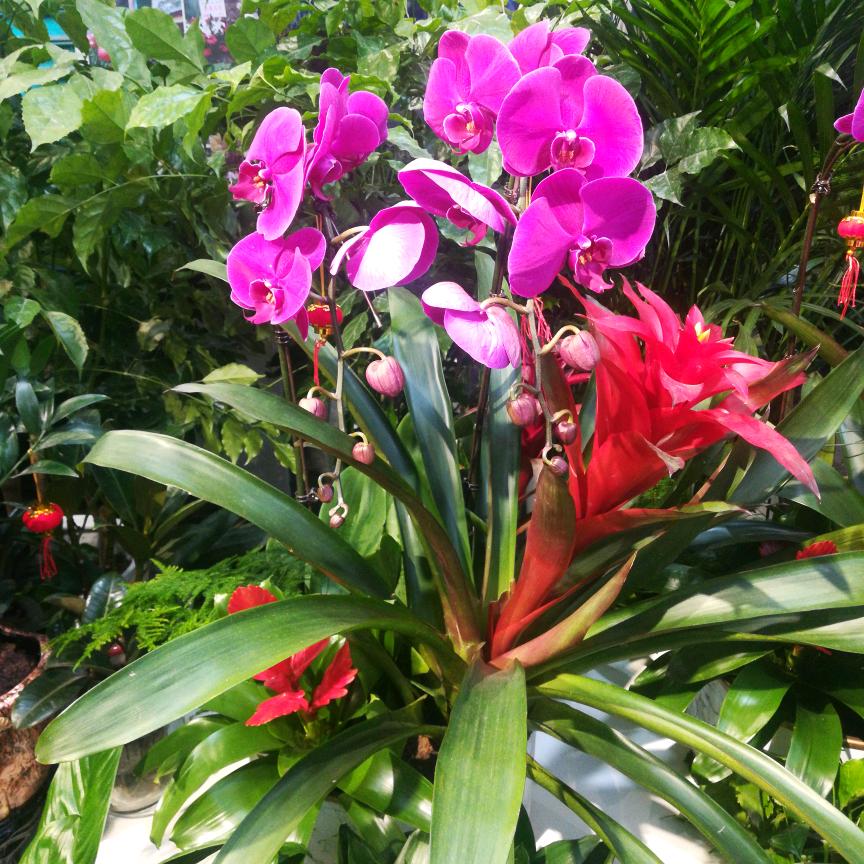 花拾光