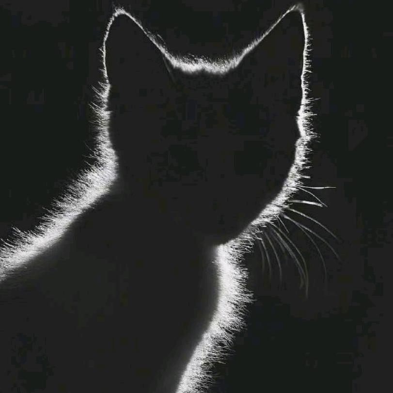 瞎猫