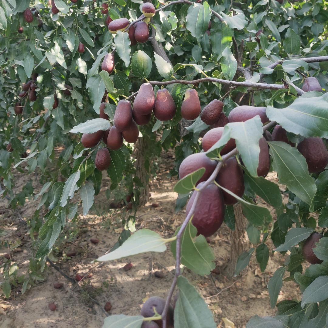 四个孩子的奶奶