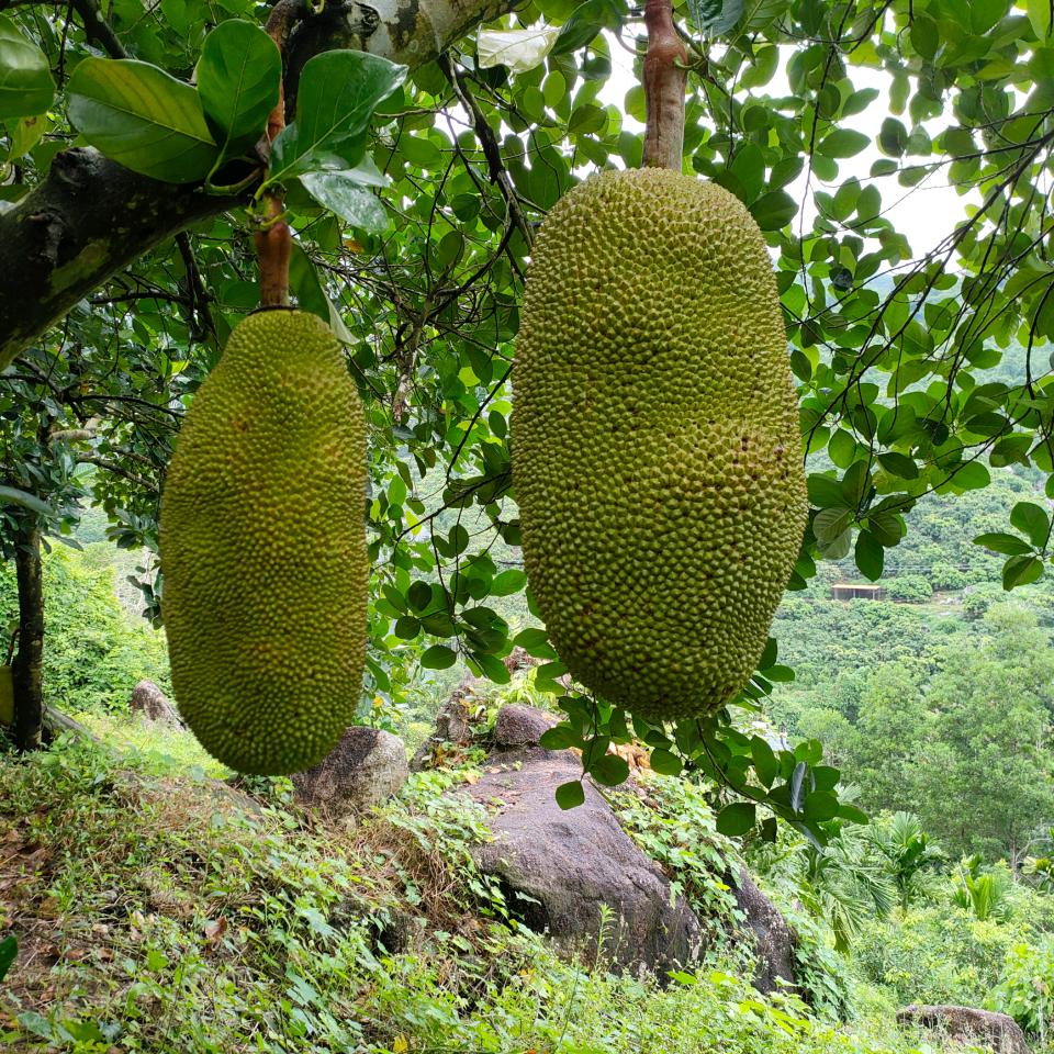 大妹子海南热带水果批发