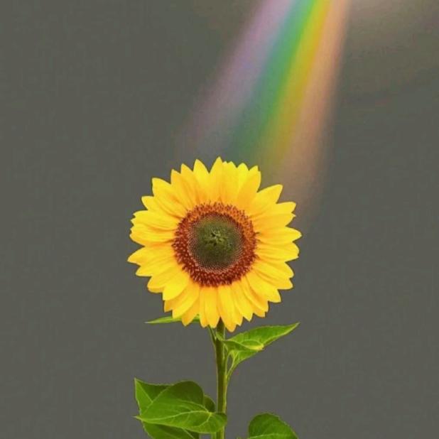 花开花落的季节