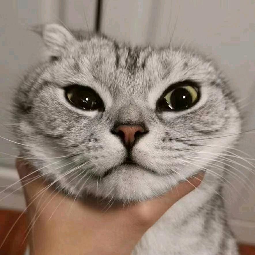 除却巫山不是云