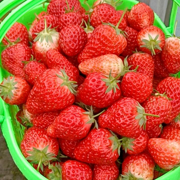 资源（中峰）生态草莓采摘园