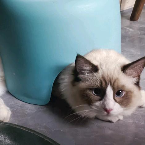 Vivi（dark and darker