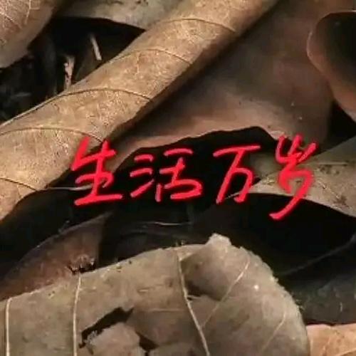 生活万岁