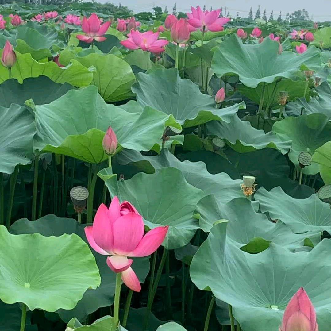 灵水微澜