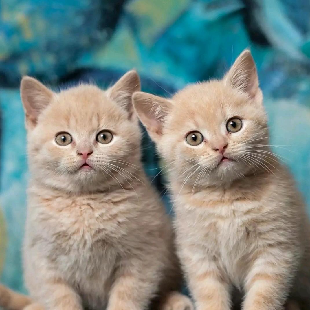 🧡小蒋中大奖℘࿐ᩚ