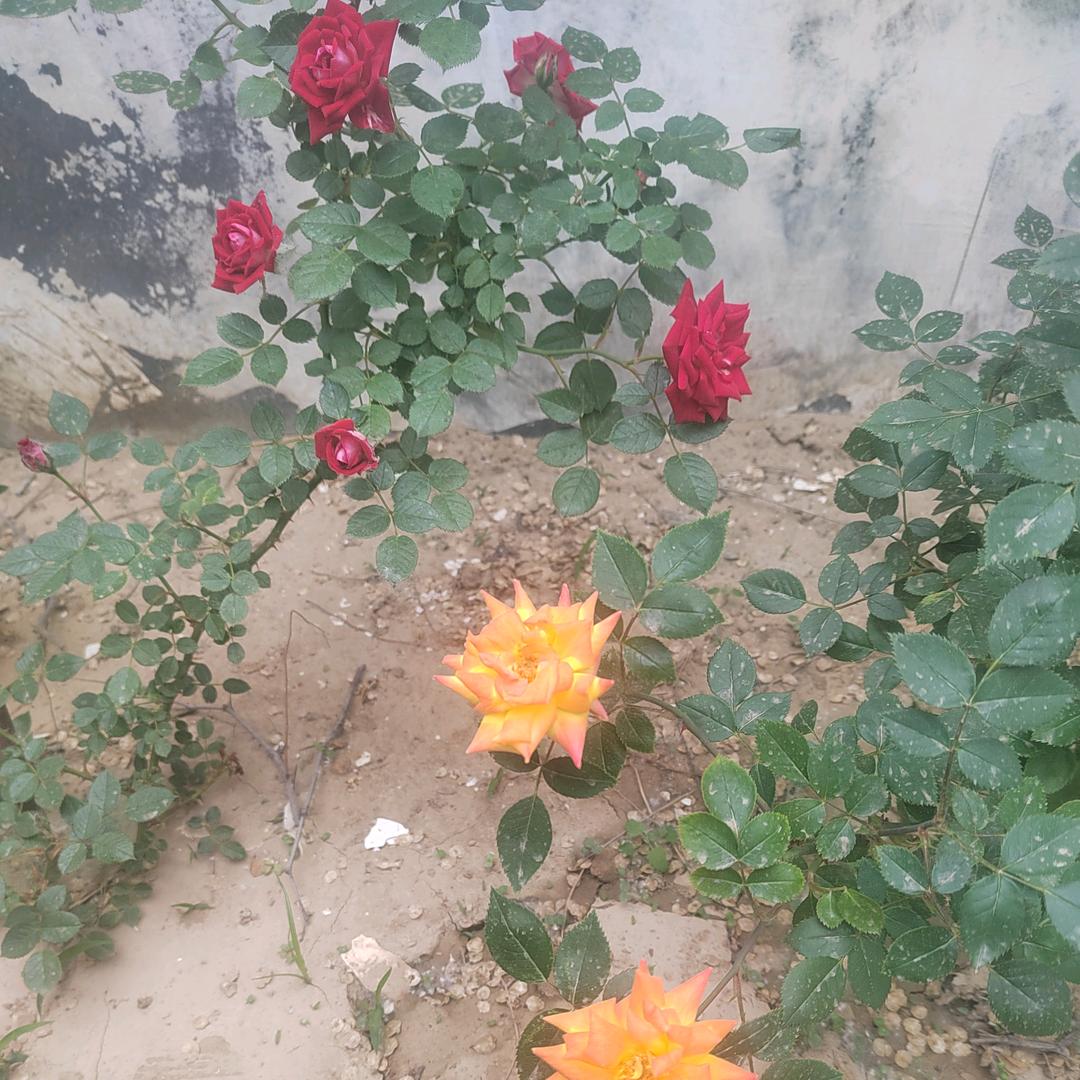 @余生 づ♡ど好运&˃ 𖥦 ˂