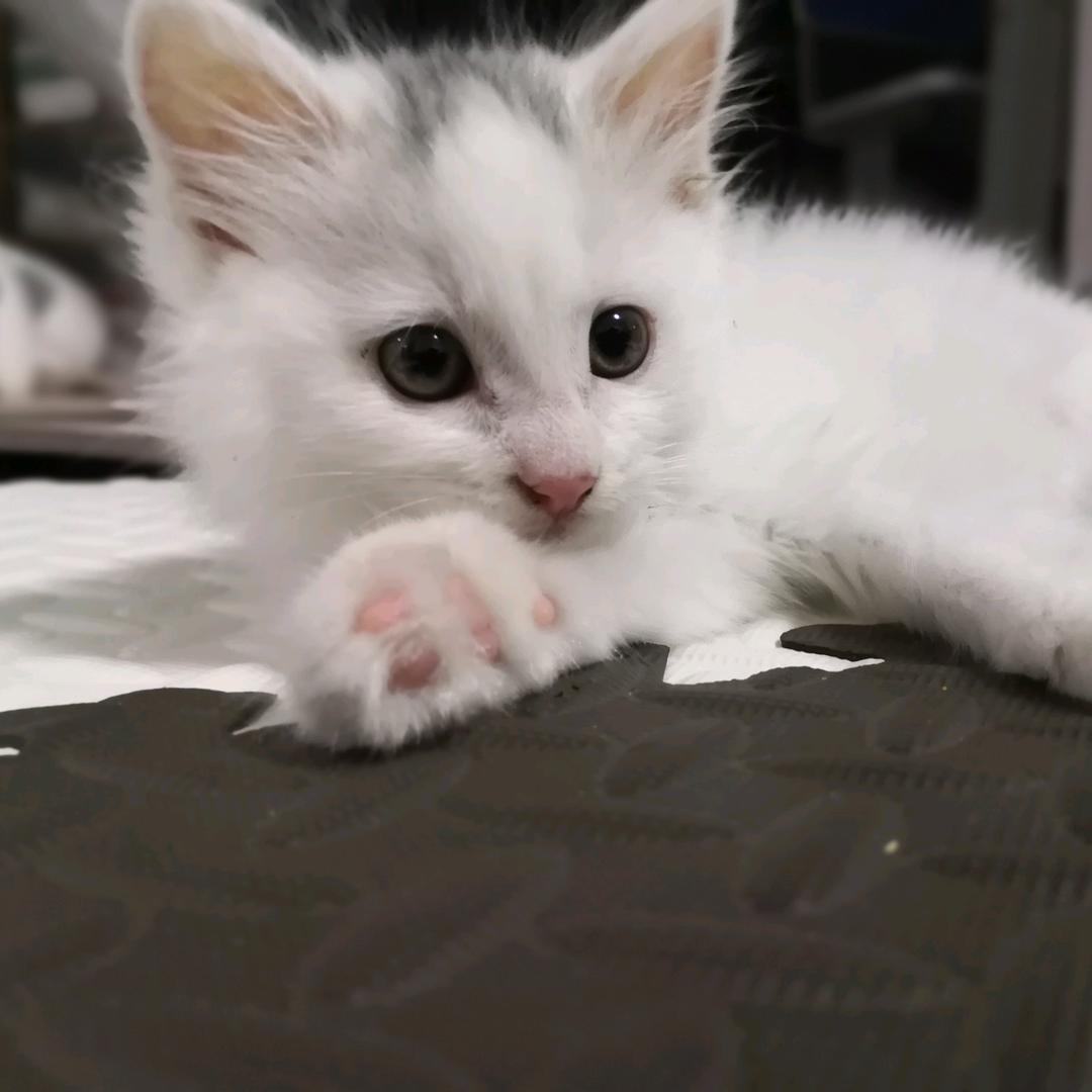 一个热爱小动物的英语老师