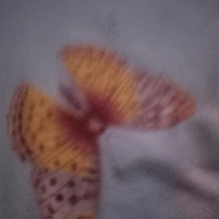 情为何物