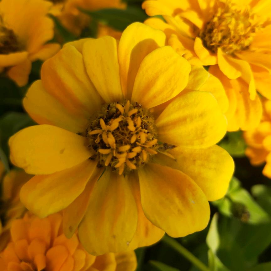 爱吃荔枝的棉花糖