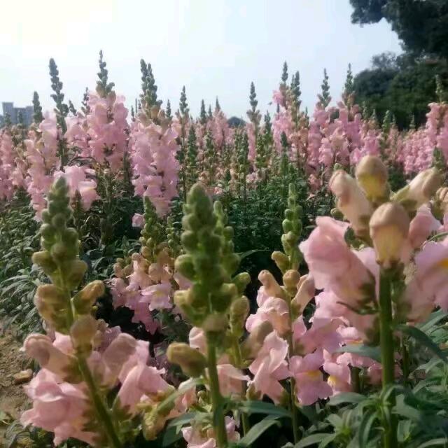 有你相随