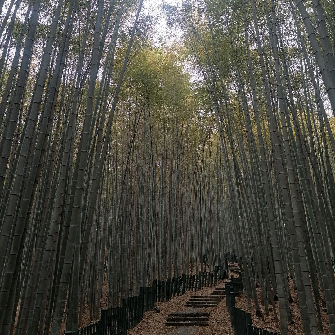 扫地 僧