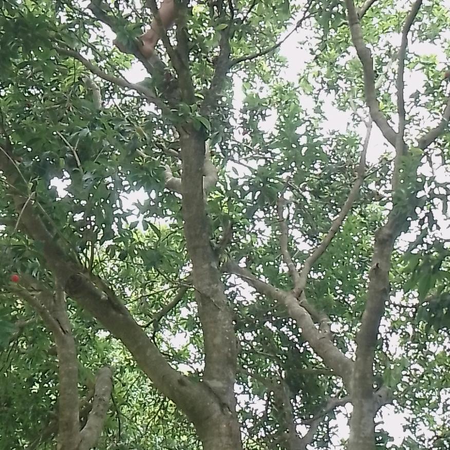 八
