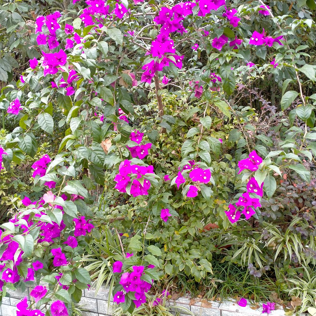 春暖花开