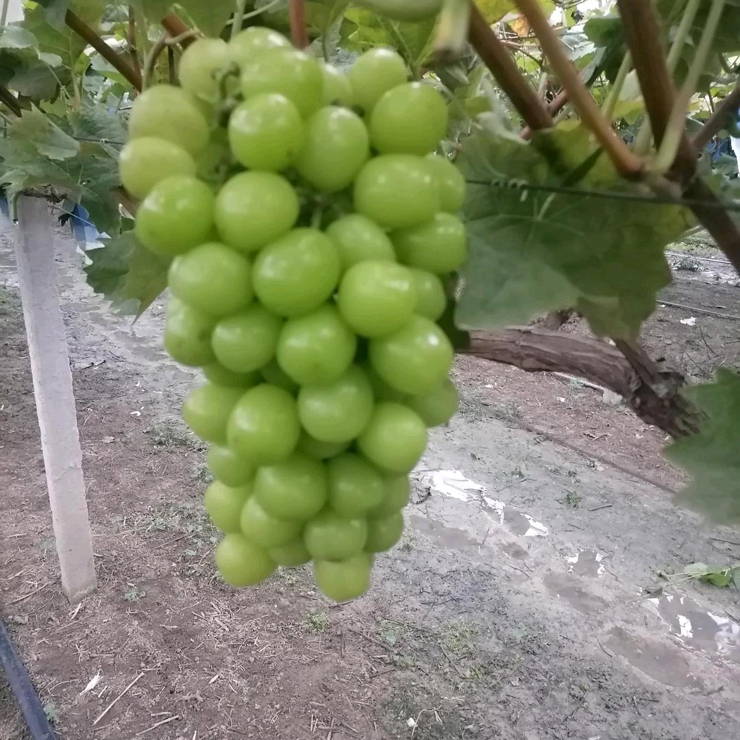 绿色葡萄园老周