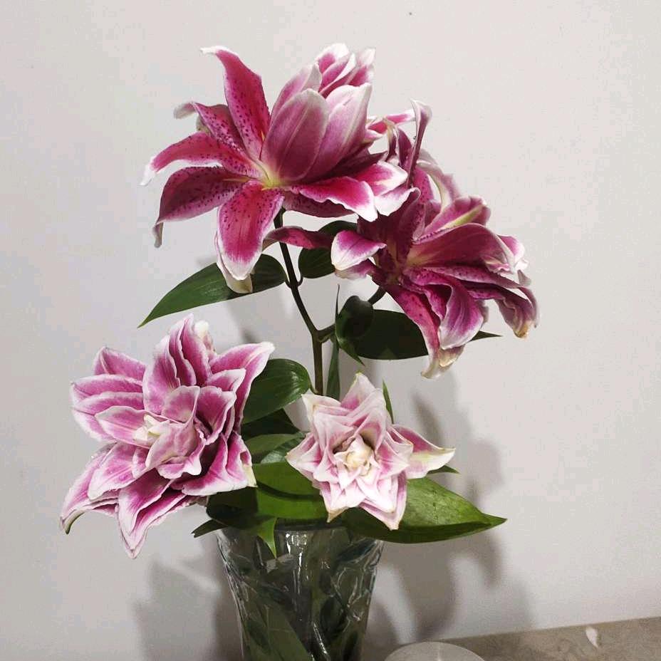 阿娜尔