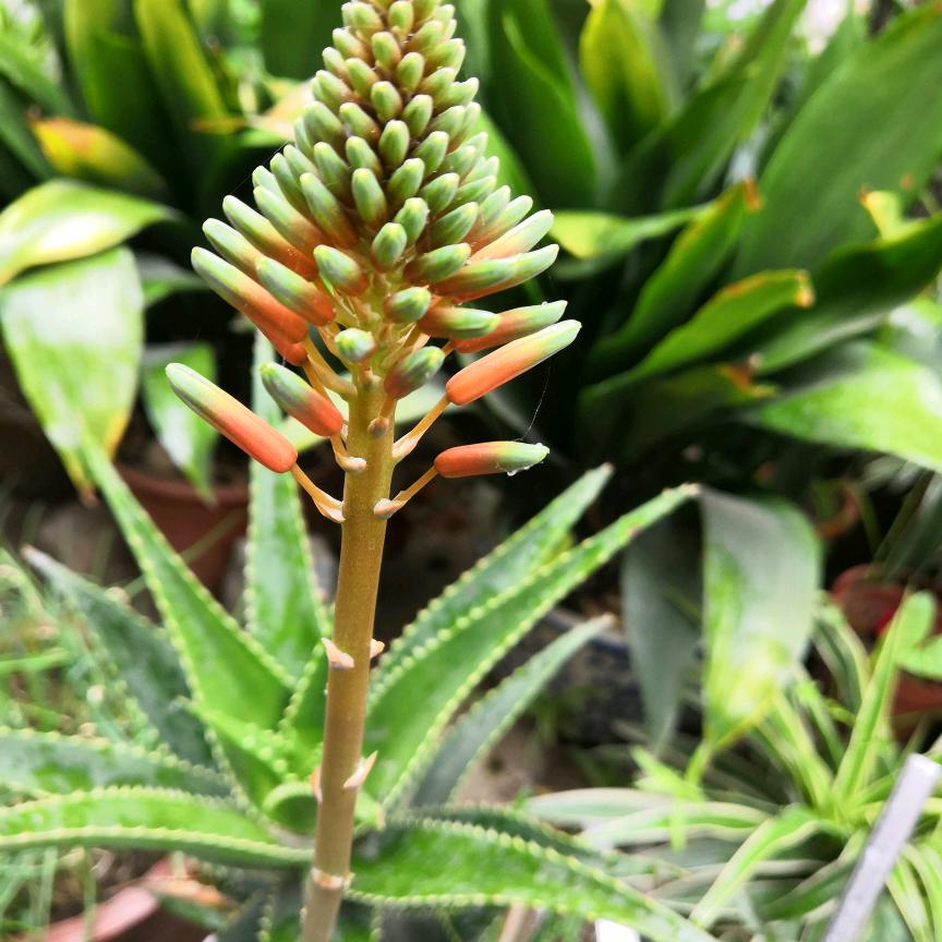 小时光