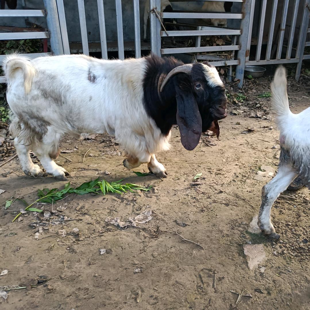 砀山 官庄坝镇种羊场